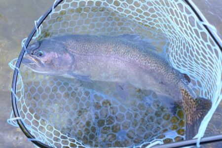 サクラマスを釣りに行ったんだが ～平谷湖フィッシングスポット～